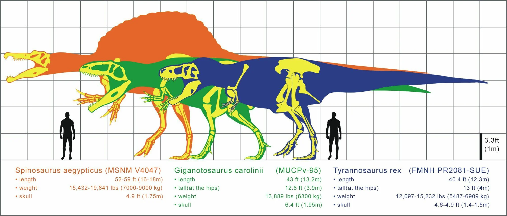 Comparison of the three largest carnivorous theropods: Spinosaurus, Giganotosaurus, and Tyrannosaurus rex.